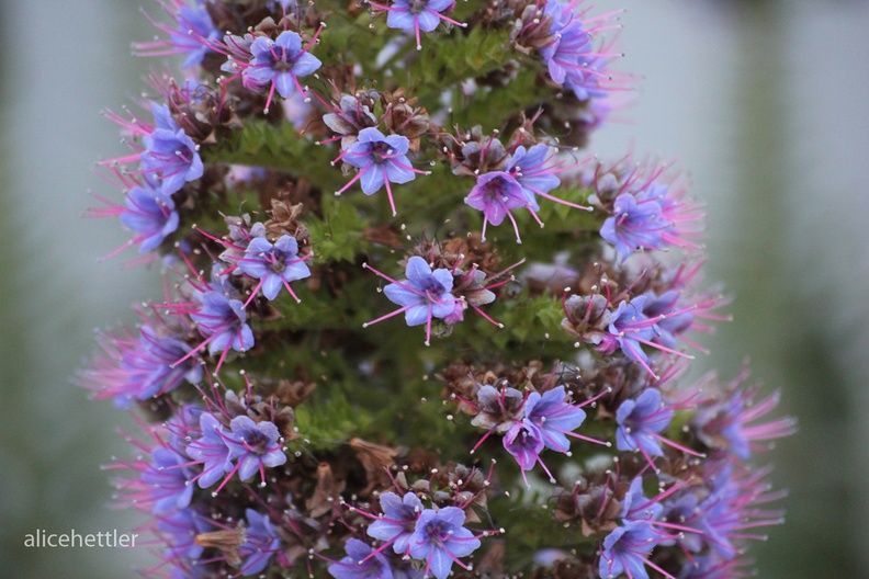 Riesen-Natternkopf (Echium pininana)